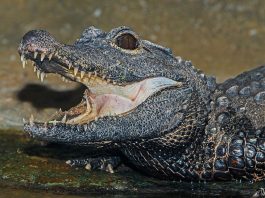 Crocodilul pitic (Osteolaemus tetraspis), vezi în ce regiuni trăiește