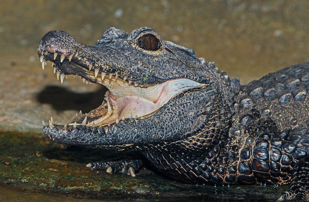 Crocodilul pitic (Osteolaemus tetraspis), vezi în ce regiuni trăiește