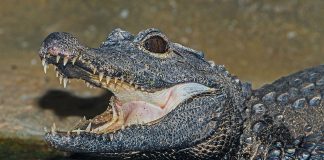 Crocodilul pitic (Osteolaemus tetraspis), vezi în ce regiuni trăiește