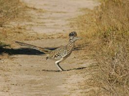 Cucul alergător (Geococcyx californianus), află totul despre această pasăre nemigratoare