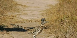 Cucul alergător (Geococcyx californianus), află totul despre această pasăre nemigratoare