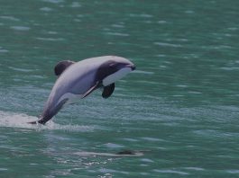 Delfinul lui Hector (Cephalorhynchus hectori), are înotătoarea dorsală foarte rotunjită