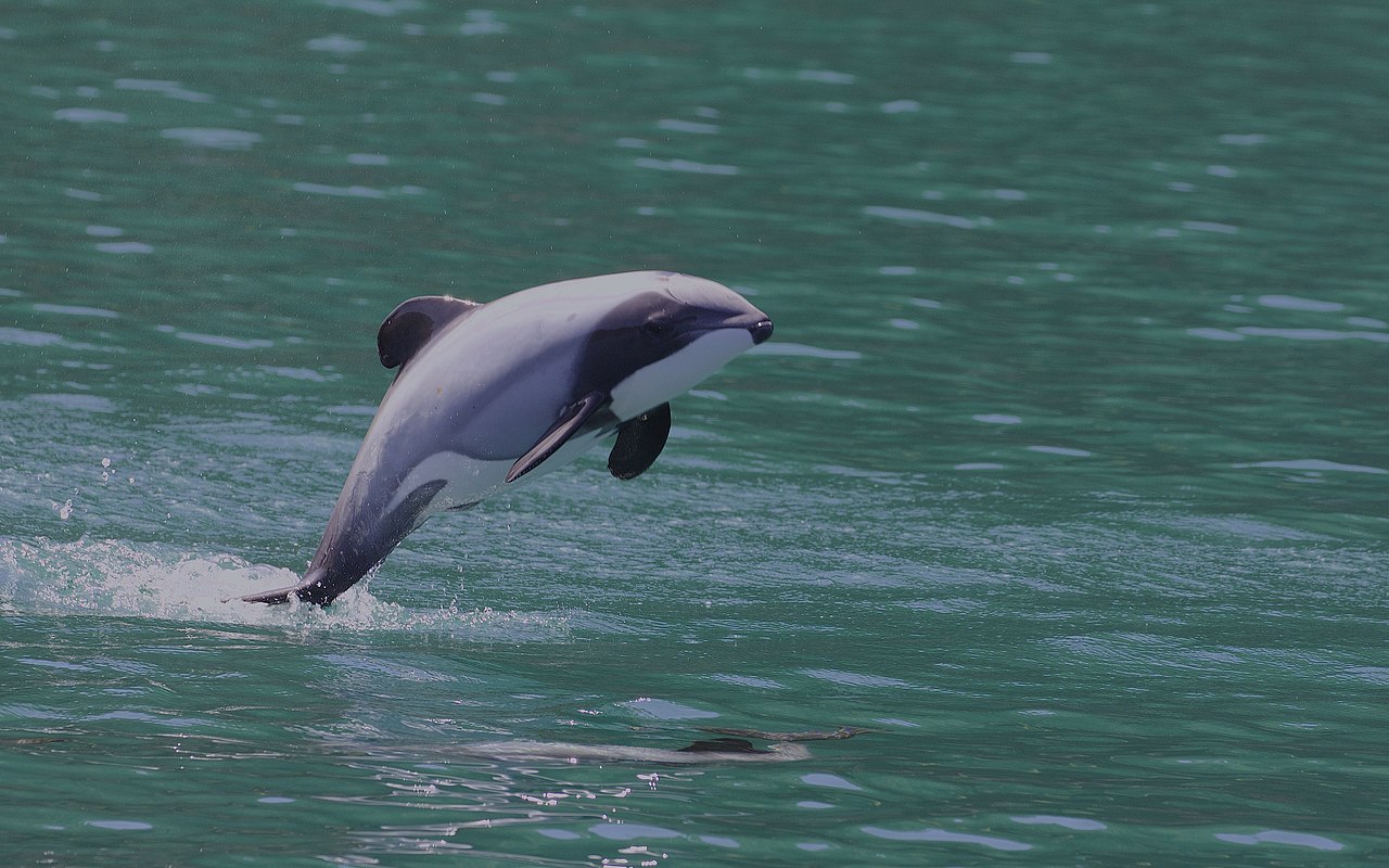 Delfinul lui Hector (Cephalorhynchus hectori), are înotătoarea dorsală foarte rotunjită