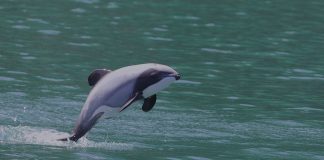 Delfinul lui Hector (Cephalorhynchus hectori), are înotătoarea dorsală foarte rotunjită