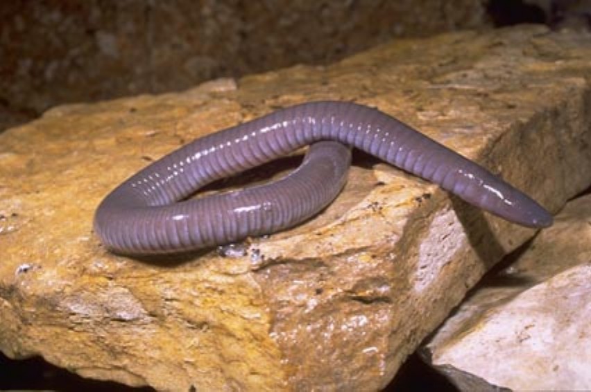 Dermophis mexicanus, Foto: adlayasanimals.wordpress.com