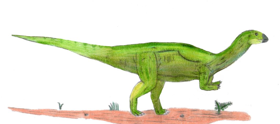 Dinozaurul Dryosaurus a trăit acum 156 milioane de ani, la sfârșitul Jurasicului Dinozaurul Dryosaurus a trăit acum 156 milioane de ani, la sfârșitul Jurasicului