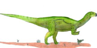 Dinozaurul Dryosaurus a trăit acum 156 milioane de ani, la sfârșitul Jurasicului