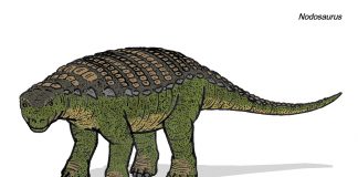 Dinozaurul Nodosaurus, o șopârlă cu noduri din Cretacicul superior