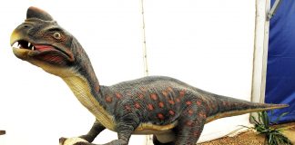 Dinozaurul Oviraptor - Hoțul de oua descoperit în Mongolia