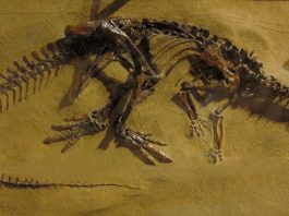 Dinozaurul Thescelosaurus, a trăit acum 65 milioane de ani