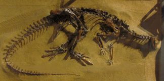 Dinozaurul Thescelosaurus, a trăit acum 65 milioane de ani
