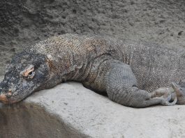 Dragonul de Komodo (Varanus komodoensis), cea mai mare șopârlă din lume