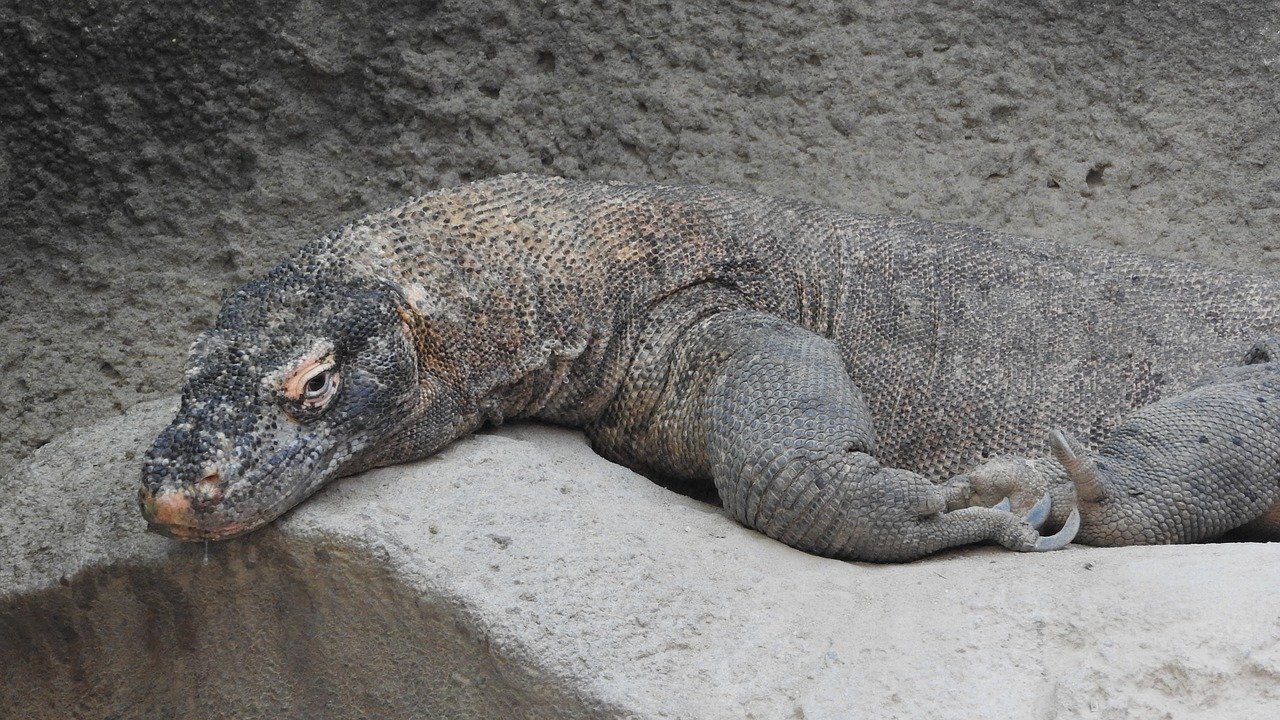 Dragonul de Komodo (Varanus komodoensis), cea mai mare șopârlă din lume