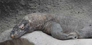 Dragonul de Komodo (Varanus komodoensis), cea mai mare șopârlă din lume