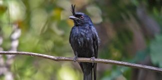 Drongosul cu creastă (Dicrurus forficatus), o specie cu ciocul scurt și solid