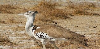 Dropia uriașă (Ardeotis kori), o pasăre nemigratoare terestră