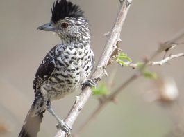 Familia Formicariidae, aceste păsări trăiesc mereu în perechi