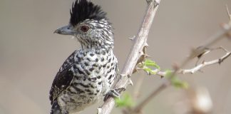 Familia Formicariidae, aceste păsări trăiesc mereu în perechi