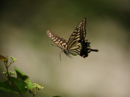 Familia Papilionidae, fluturii coadă de rândunică