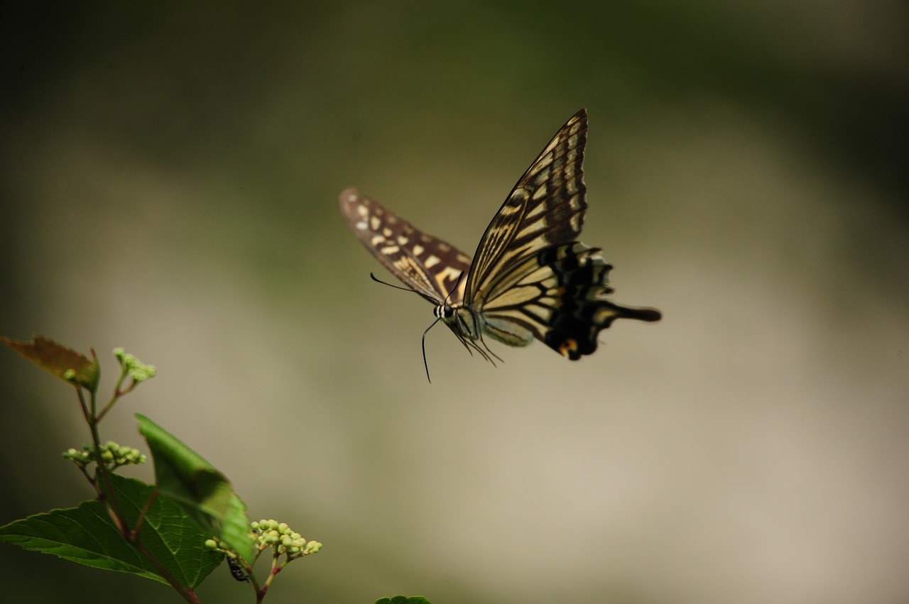 Familia Papilionidae, fluturii coadă de rândunică