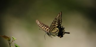 Familia Papilionidae, fluturii coadă de rândunică