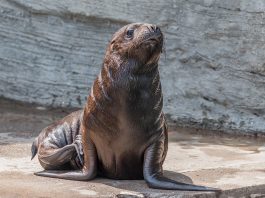 Foca cu coamă (Otaria byronia), un carnivor marin