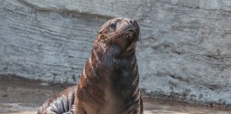 Foca cu coamă (Otaria byronia), un carnivor marin