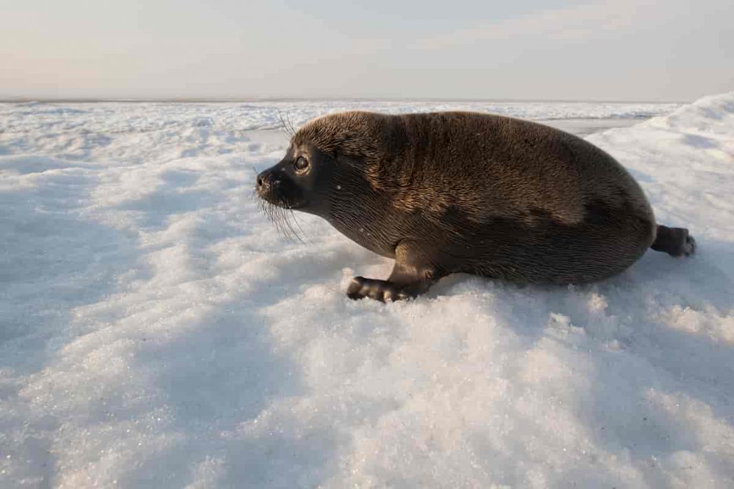 Foca de Baikal (Phoca sibirica), una dintre cele mai mici specii de acest gen Foca de Baikal (Phoca sibirica), una dintre cele mai mici specii de acest gen
