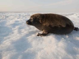 Foca de Baikal (Phoca sibirica), una dintre cele mai mici specii de acest gen