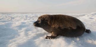 Foca de Baikal (Phoca sibirica), una dintre cele mai mici specii de acest gen