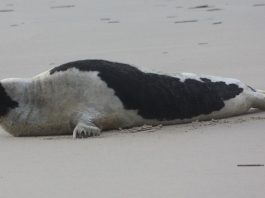 Foca de Groenlanda (Pagophilus groenlandicus), trăiește în nordul îndepărtat