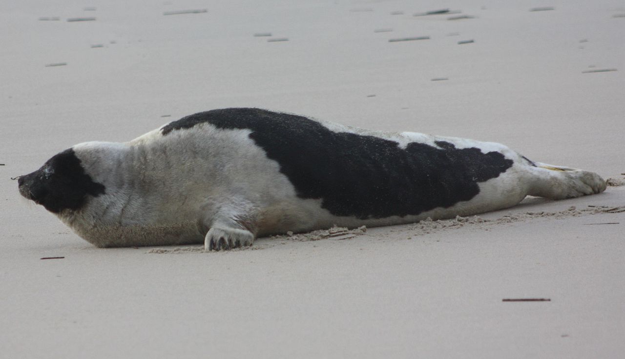 Foca de Groenlanda (Pagophilus groenlandicus), trăiește în nordul îndepărtat