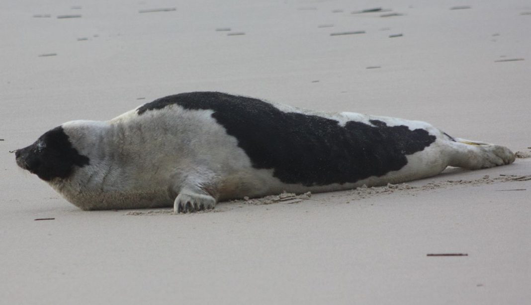 Foca de Groenlanda (Pagophilus groenlandicus), trăiește în nordul îndepărtat Foca de Groenlanda (Pagophilus groenlandicus), trăiește în nordul îndepărtat