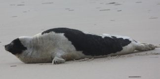 Foca de Groenlanda (Pagophilus groenlandicus), trăiește în nordul îndepărtat