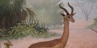 Gazela girafă, gerenuk din familia Bovidae