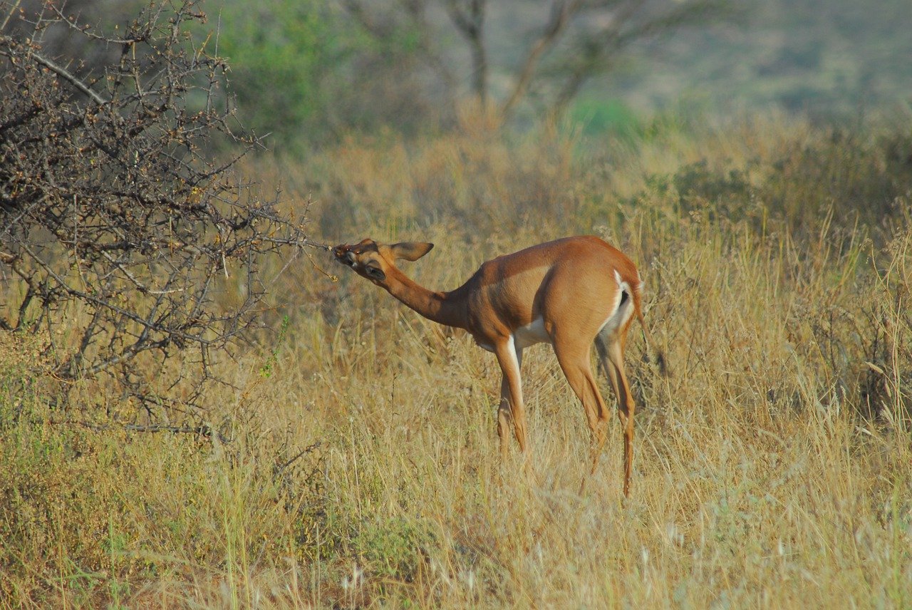 Gerenuk