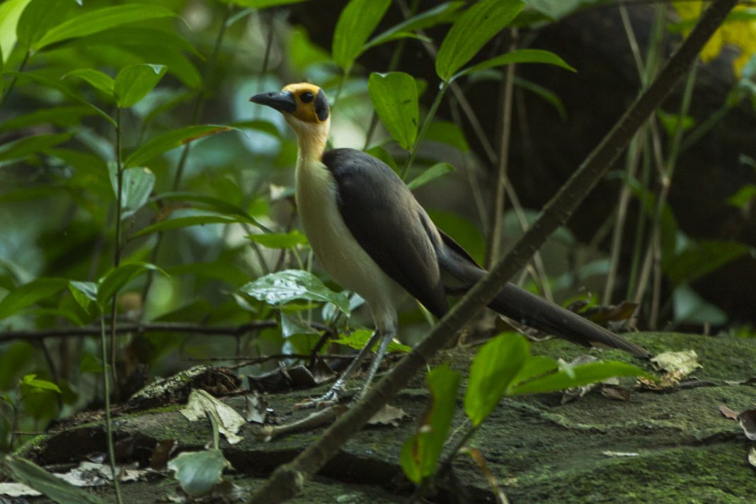 Găinușa de stâncă cu gâtul alb (Picathartes gymnocephalus)