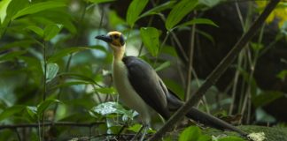 Găinușa de stâncă cu gâtul alb (Picathartes gymnocephalus)
