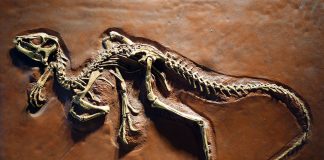 Heterodontosaurus, dinozaurul erbivor din Jurasicul inferior descoperit în Africa de Sud
