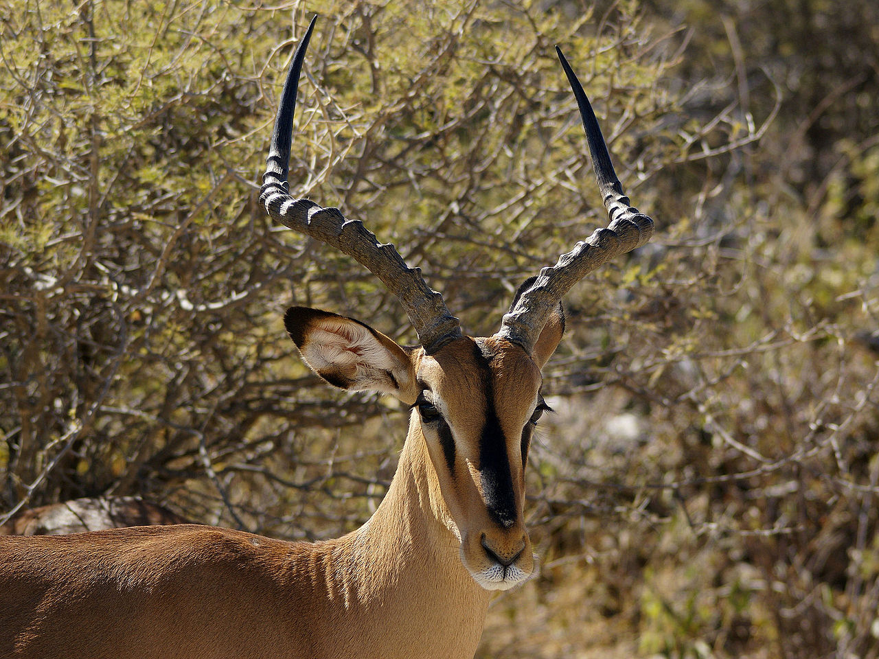 Impala