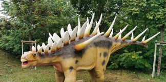 Kentrosaurus, dinozaurul african cu spini care a trăit în era Mezozoica, în Jurasicul superior