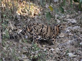 Leopardul cu nori (Neofelis nebulosa), o felină mică carnivoră