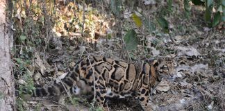 Leopardul cu nori (Neofelis nebulosa), o felină mică carnivoră