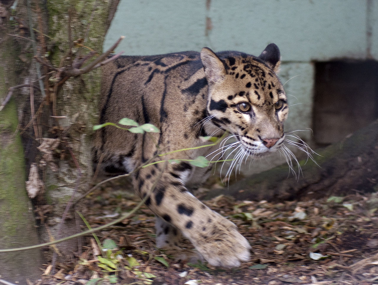 Leopardul cu nori