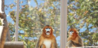 Maimuța cu nasul cârn (Rhinopithecus roxellana), un animal erbivor din familia Cercopithecidae