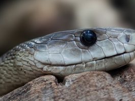 Mamba negru (Dendroaspis polylepis), cel mai rapid șarpe de pe Pământ