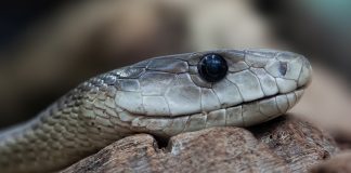 Mamba negru (Dendroaspis polylepis), cel mai rapid șarpe de pe Pământ