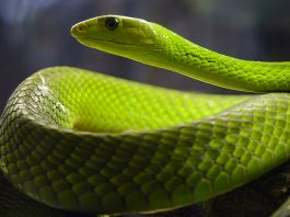 Mamba verde est-african (Dendroaspis angusticeps), un șarpe veninos