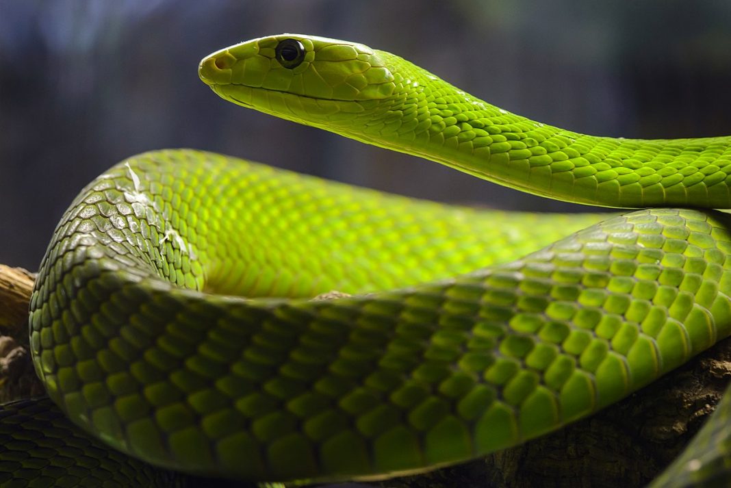 Mamba verde est-african (Dendroaspis angusticeps), un șarpe veninos Mamba verde est-african (Dendroaspis angusticeps), un șarpe veninos