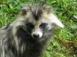 Mamifere carnivore din țara noastră - Enotul (Nyctereutes procyonoides), bursucul cu barbă